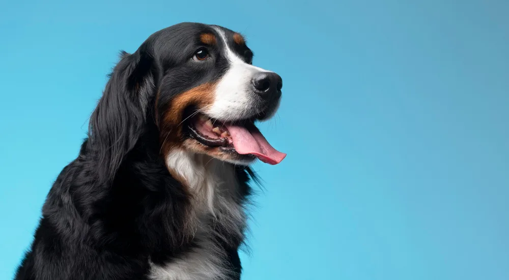 Como proteger os pets do calor? 2 cachorro petshop