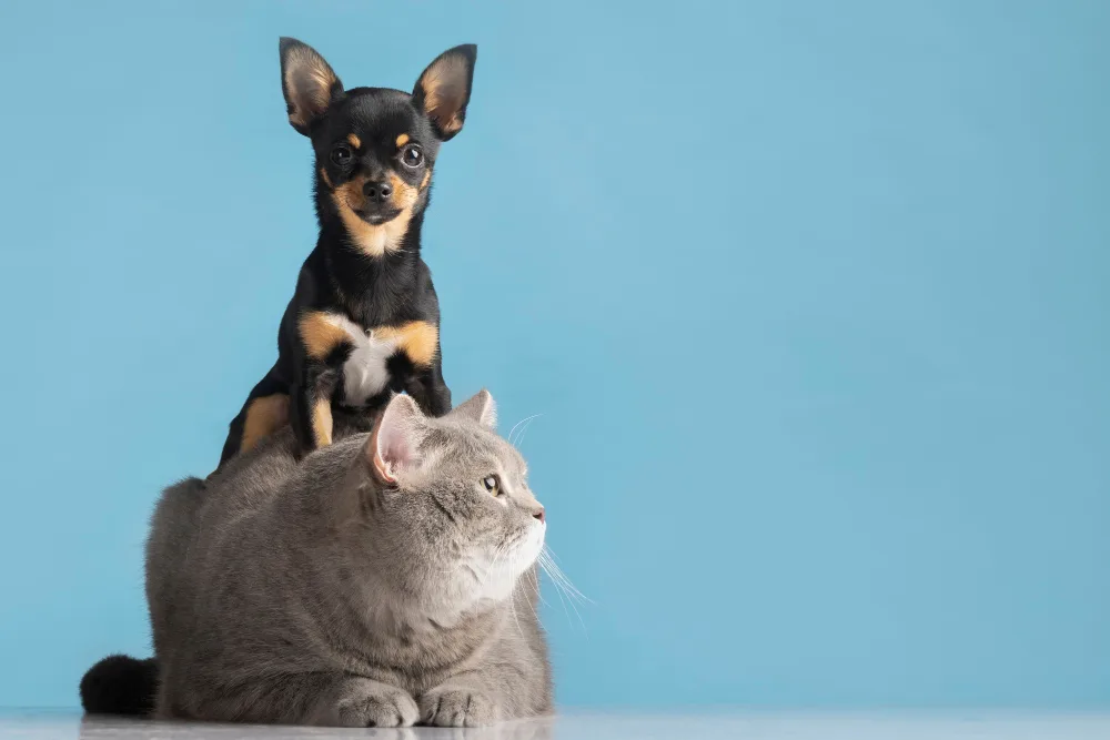 Como proteger os pets do calor? 3 gato cachorro petshop