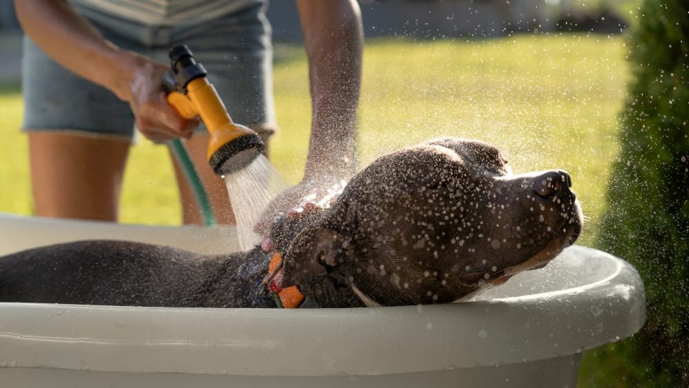 proteger os pets do calor