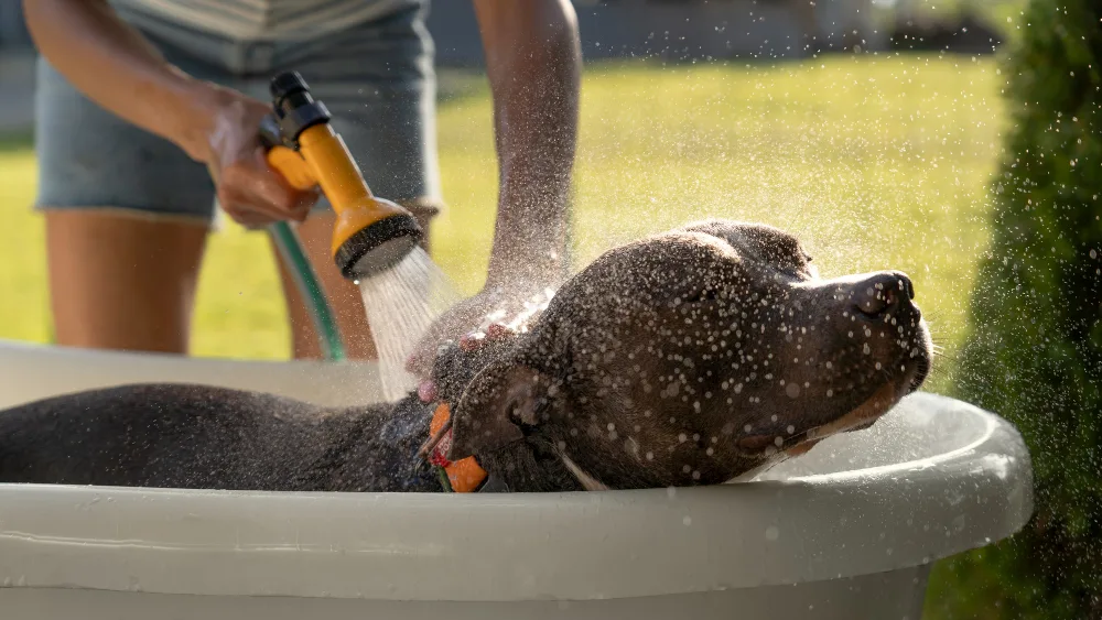 Como proteger os pets do calor? 1 proteger os pets do calor
