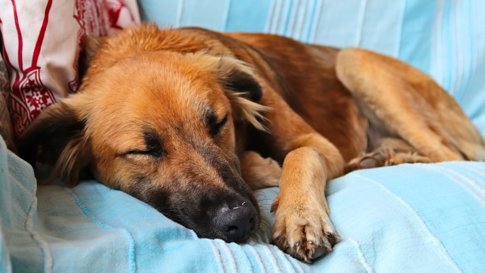 cachorro não quer dormir na casinha